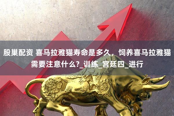 股巢配资 喜马拉雅猫寿命是多久，饲养喜马拉雅猫需要注意什么?_训练_宫廷四_进行